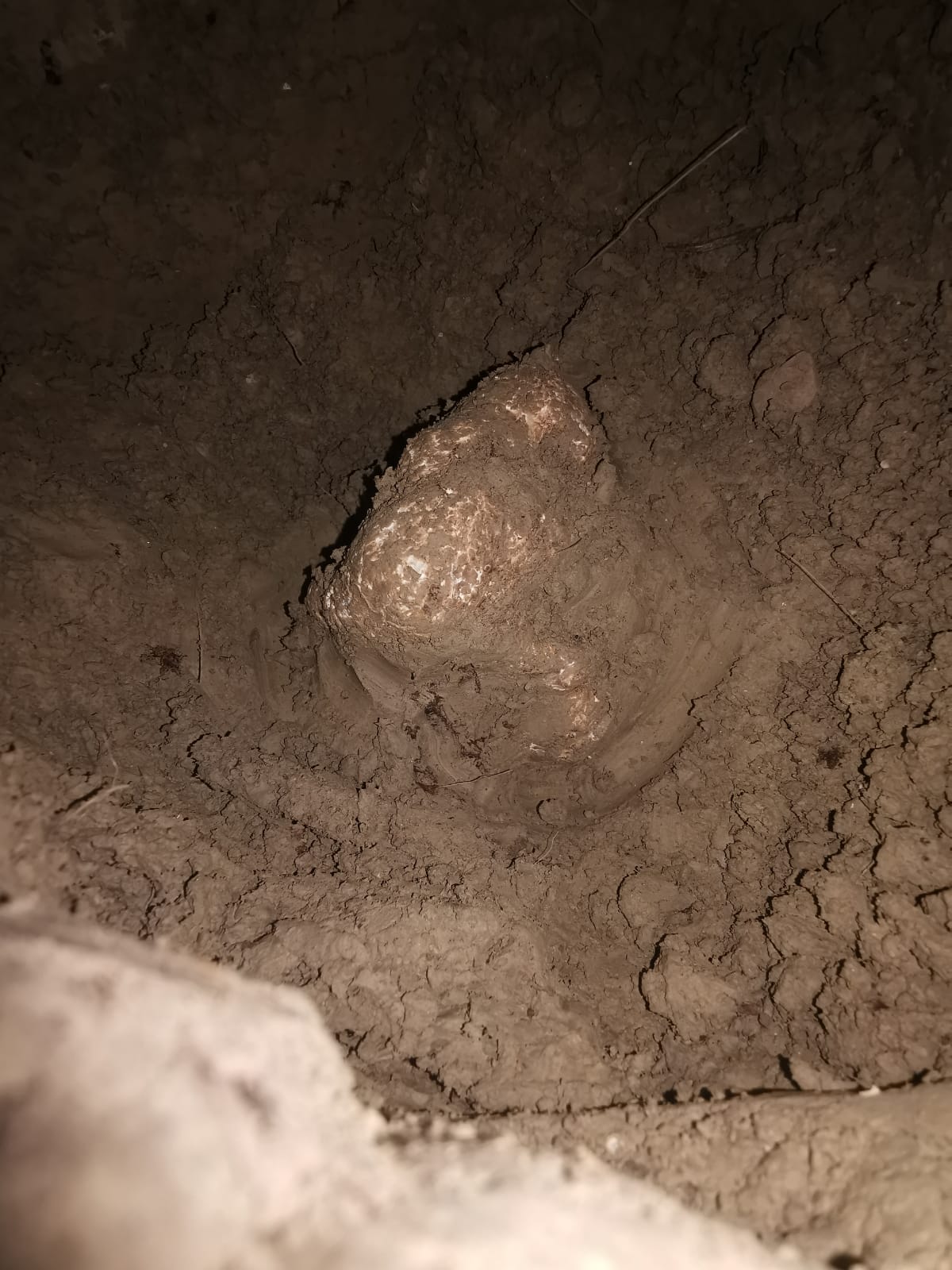 Fresh White Truffles