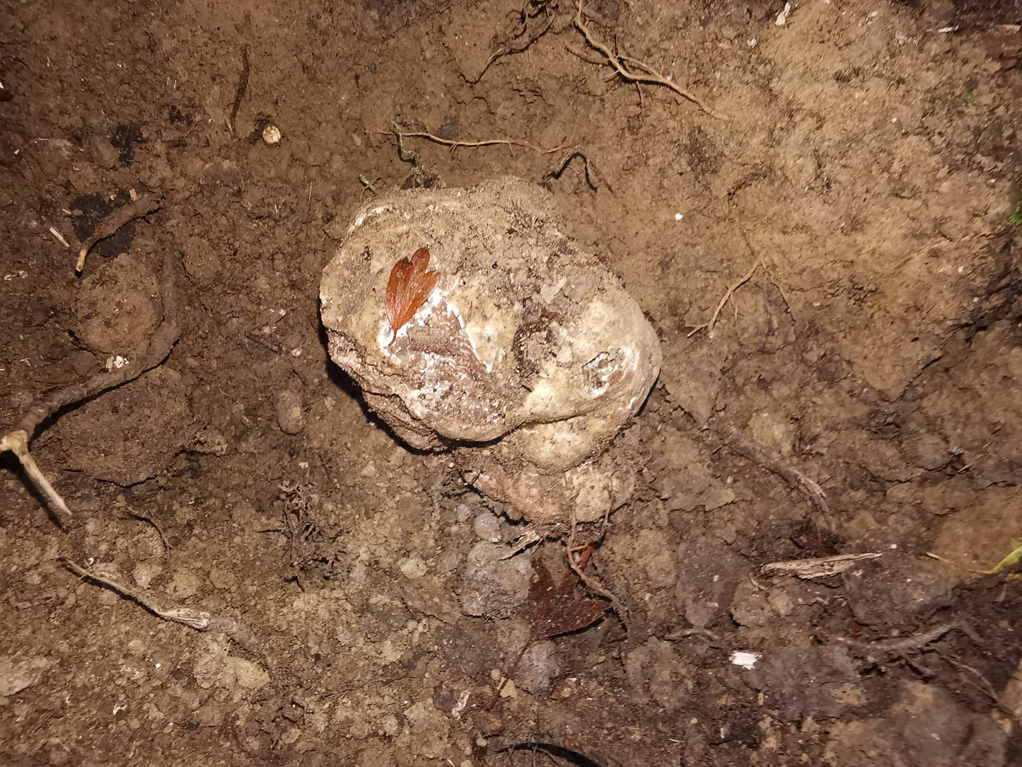 Fresh White Truffles