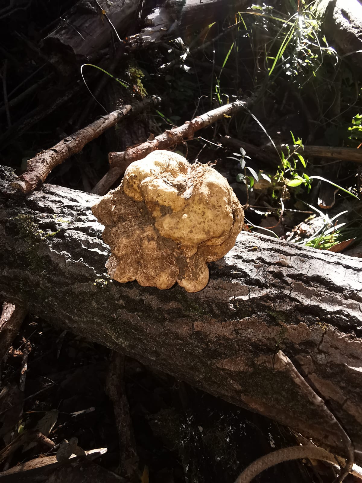 Fresh White Truffles